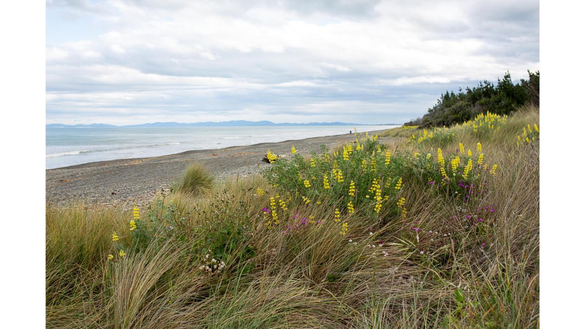 Leithfield Pacific View By Tiny Awayヴィラ エクステリア 写真